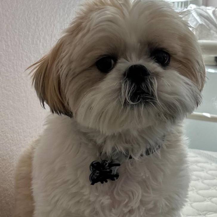 Un Shih Tzu au pelage bicolore, assis dans un canapé et portant un collier autour du cou 