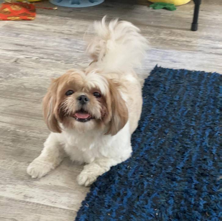 Un Shih Tzu au pelage bicolore, allongé sur un plancher en bois et ayant la gueule ouverte 
