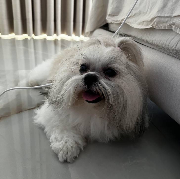 Un Shih Tzu au pelage bicolore, allongé sur un sol carrelé et tiant légèrement la langue pendante 