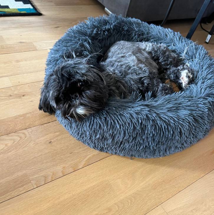 Un Shih Tzu au pelage bicolore, allongé dans  son couchage et regardant la caméra 