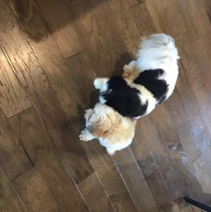 Un Shih Tzu au pelage tricolore, debout sur un plancher en bois 
