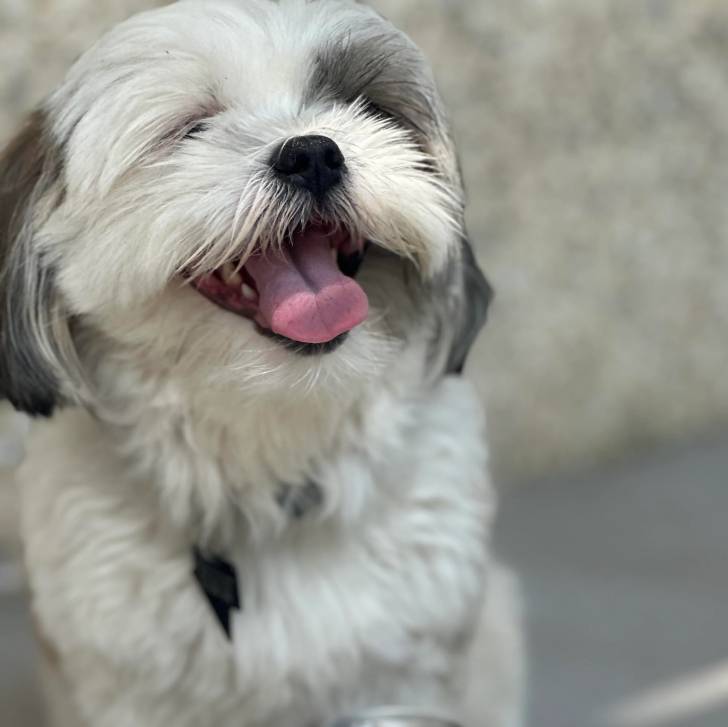 Un Shih Tzu au pelage bicolore, portant un collier autour du cou et tirant légèrement la langue 