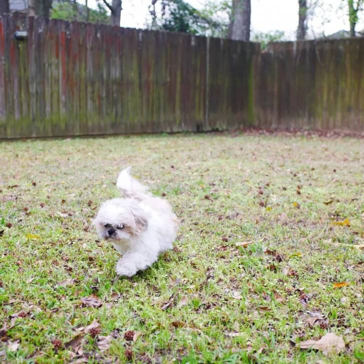 Un Shih Tzu au pelage blanc , marchant sur un terrain herbeux 