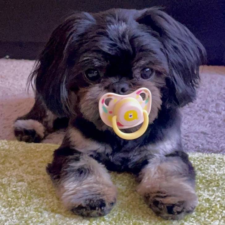 Un Shih Tzu au pelage bicolore, allongé sur un tapis et ayant un tétine dans la gueule 