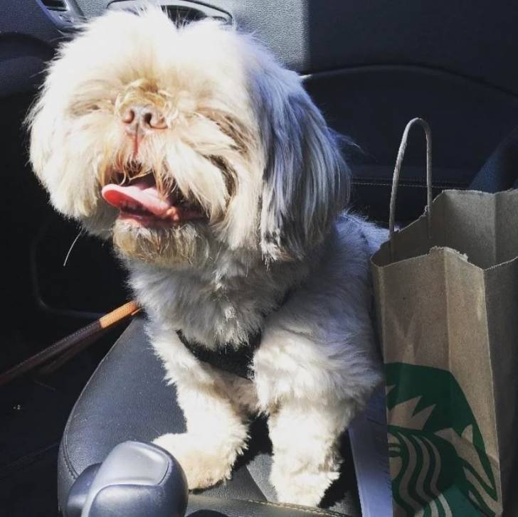 Un Shih Tzu au pelage bicolore, assis sur le siège d'une voiture à côté d'un sac et portant un harnais