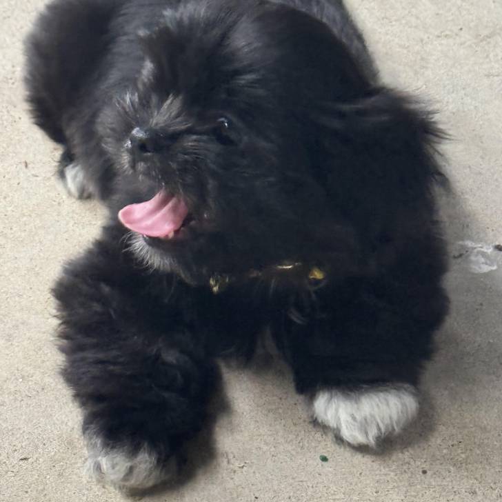 Un Shih Tzu au pelage bicolore, allongé sur au sol et portant un collier autour du cou 