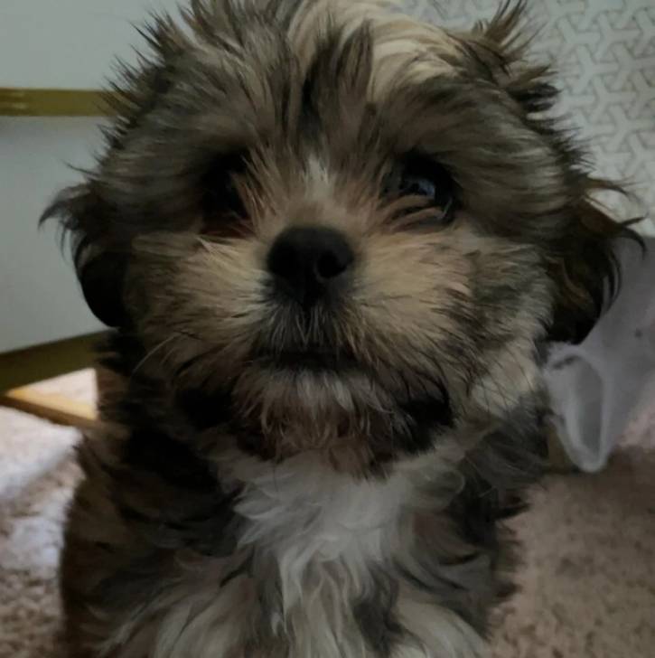 Un Shih Tzu au pelage tricolore, assis sur un tapis et regardant la caméra