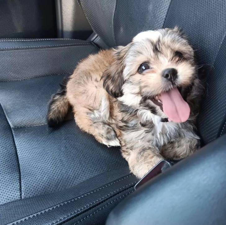 Un Shih Tzu au pelage tricolore , assis sur le siège d'une voiture et ayant la langue pendante 