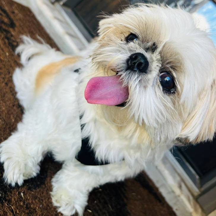 Un Shih Tzu au pelage bicolore, assis sur un tapis, portant un harnais et ayant la langue pendante 