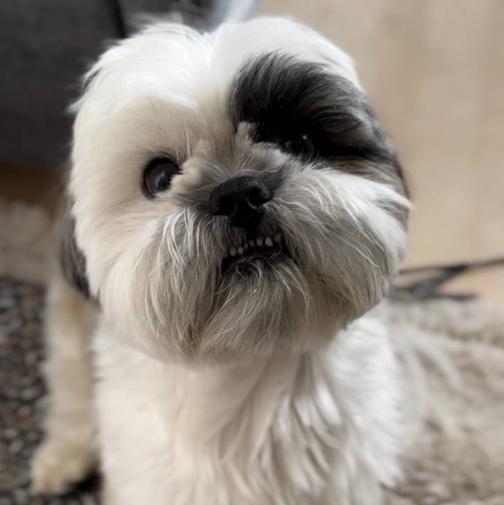 Un Shih Tzu au pelage tricolore , debout sur un tapis et montrant légèrement ses crocs