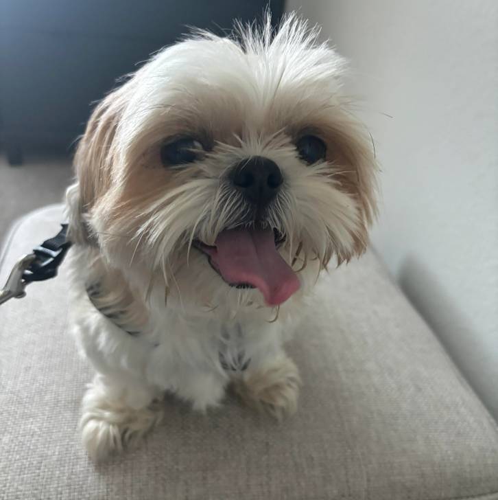 Un Shih Tzu assis sur un coussin,  tenu en laisse et  ayant la langue pendante