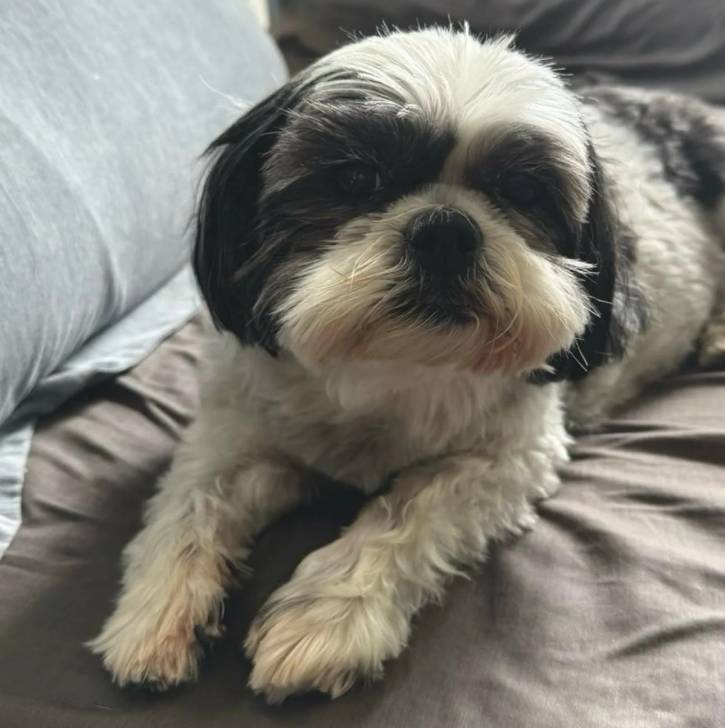 Un Shih Tzu au pelage bicolore, allongé sur un lit et regardant la caméra