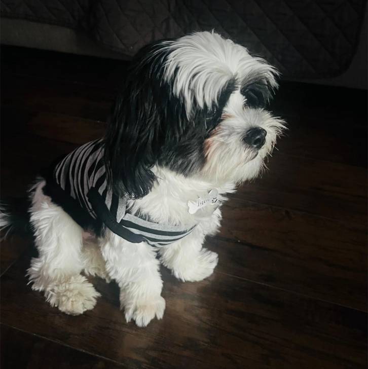 Un Shih Tzu au pelage bicolore, assis sur un plancher en bois et portant un habit à raillures blanches et noires