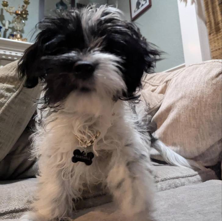 Un Shih Tzu au pelage bicolore, assis sur un lit et portant un collier autour du cou