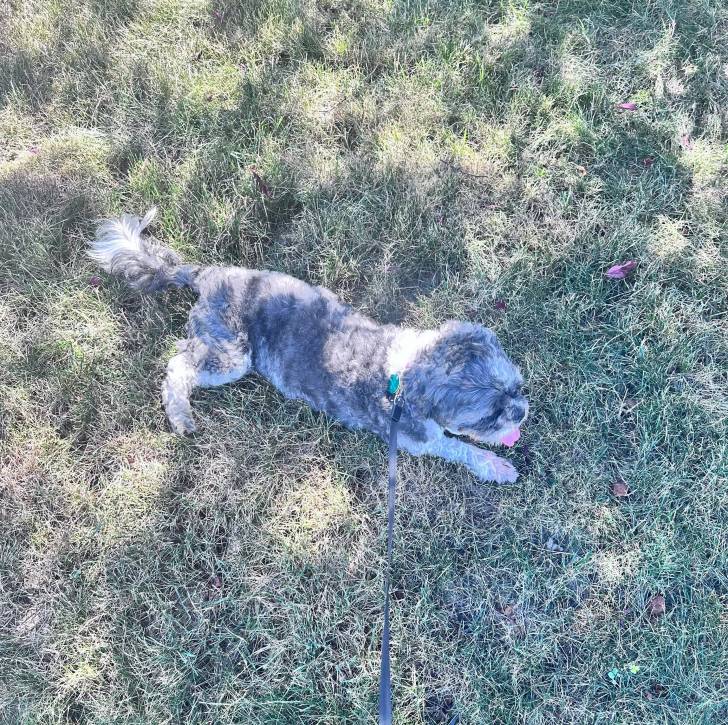 Un Shih Tzu au pelage bicolore, allongé sur un terrain herbeux et qui est tenu en laisse 