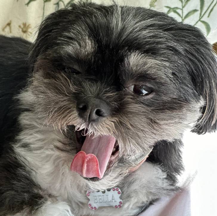 Un Shih Tzu au pelage bicolore, portant un collier autour du cou et ayant la langue pendante