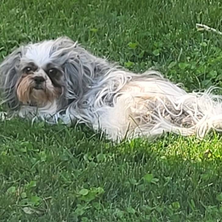 Un Shih Tzu au pelage bicolore, allongé sur un terrain herbeux et regardant vers la caméra 