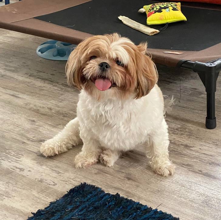 Un Shih Tzu au pelage bicolore, assis sur un plancher de bois et tirant légèrement la langue