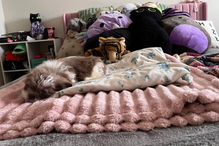 Un Shih Tzu allongé sur un lit et semblant dormir