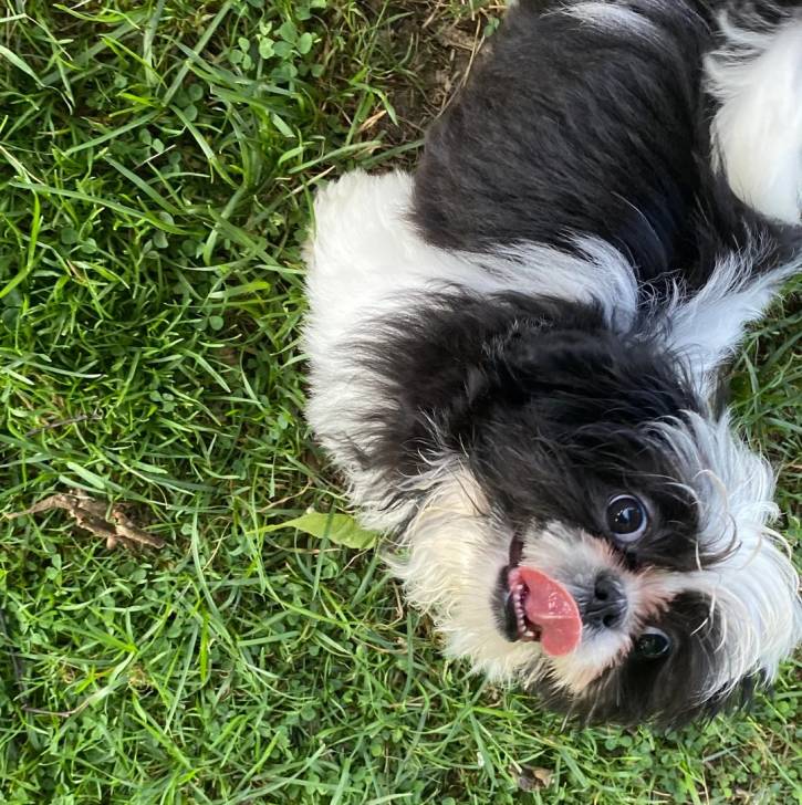 Un Shih Tzu au pelage bicolore, debout sur un terrain herbeux et regardant vers la caméra 