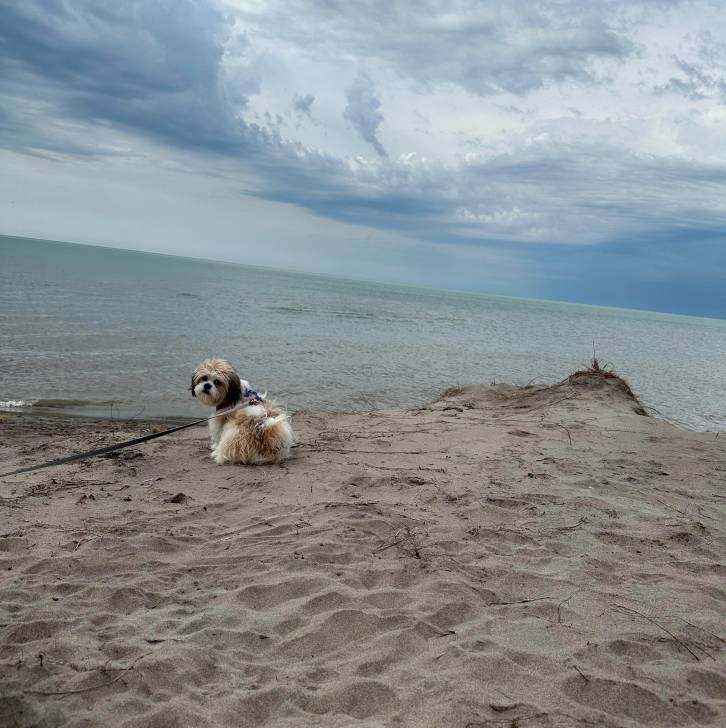 Un Shih Tzu au pelage bicolore, assis sur une surface sableuse et qui est tenu en laisse