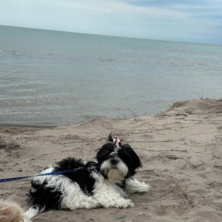 Un Shih Tzu au pelage bicolore , allongé sur une surface sableuse et qui est tenu en laisse 