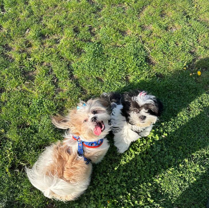 Deux Shih Tzu debout sur un terrain herbeux , regardant vers la caméra et portant chacun un harnais 