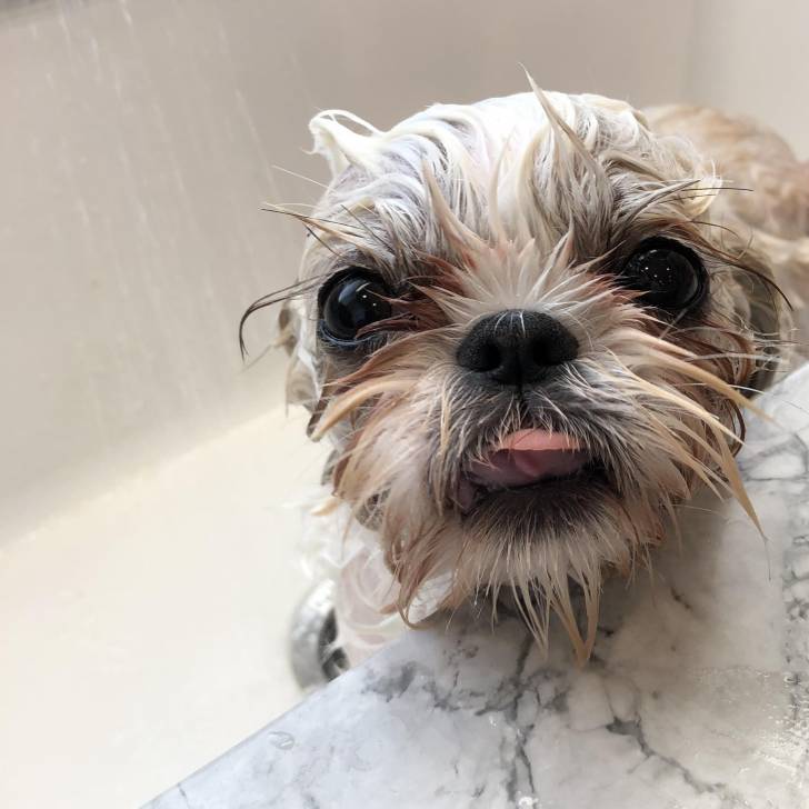 Un Shih Tzu au pelage bicolore, debout dans une baignoire et regardant la caméra 