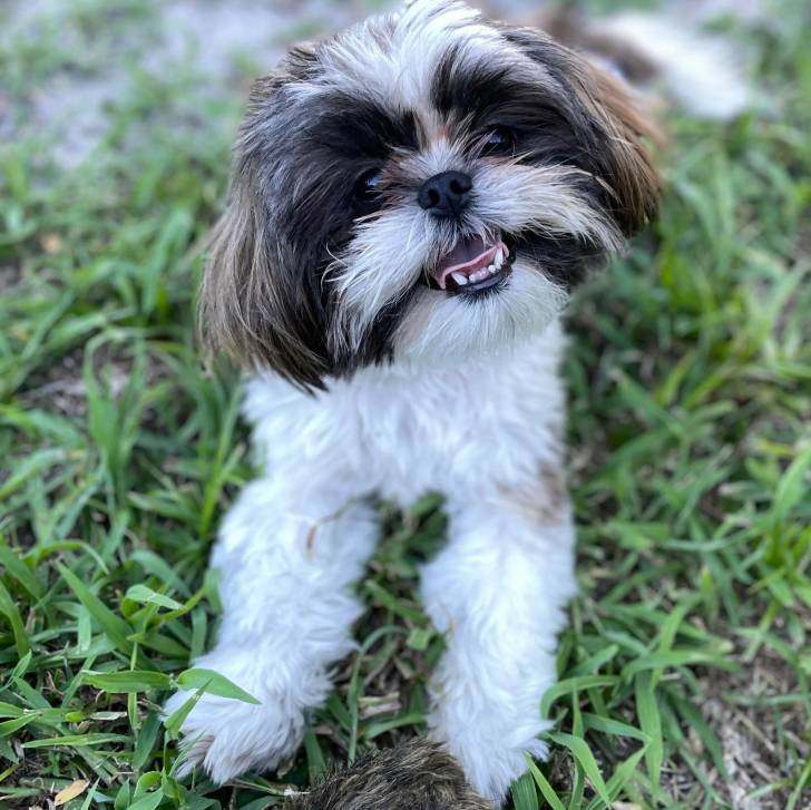 Un Shih Tzu au pelage bicolore, assis sur un terrain herbeux et ayant montrant légèrement ses crocs