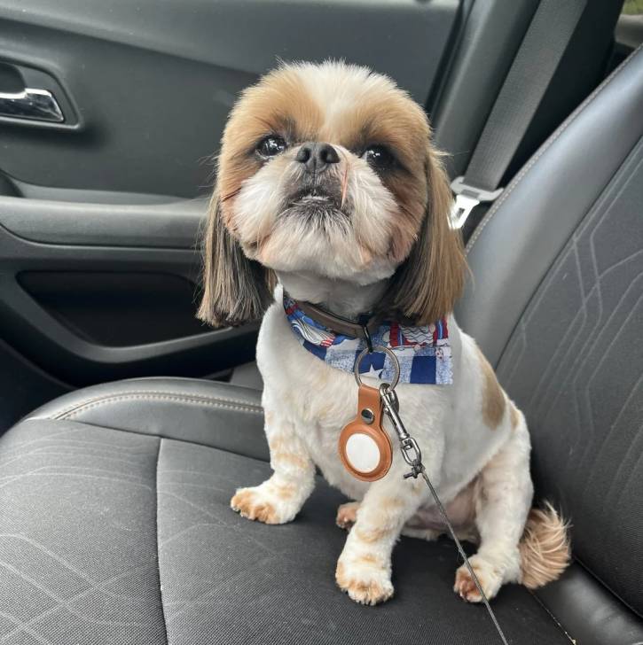 Un Shih Tzu au pelage bicolore, assis sur le siège d'une voiture, portant un foulard et collier autour du cou