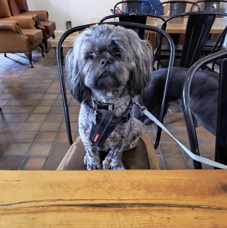 Un Shih Tzu au pelage bicolore, assis sur une chaise, portant un harnais et qui est tenu en laisse