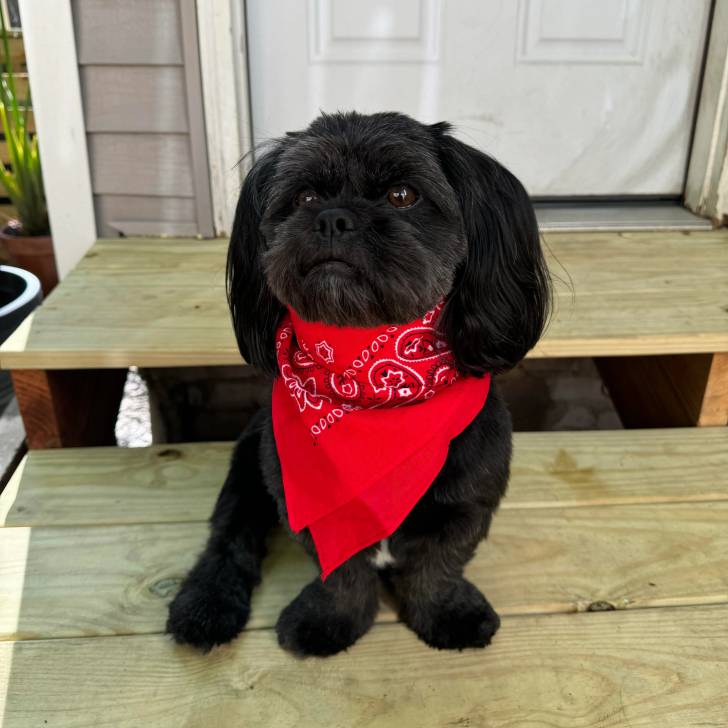 Un Shih Tzu au pelage bicolore, assis sur une marche d'escalier et portant un foulard autour du cou