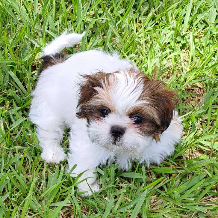 Un Shih Tzu au pelage bicolor, debout sur un terrain herbeux et regardant vers la caméra  