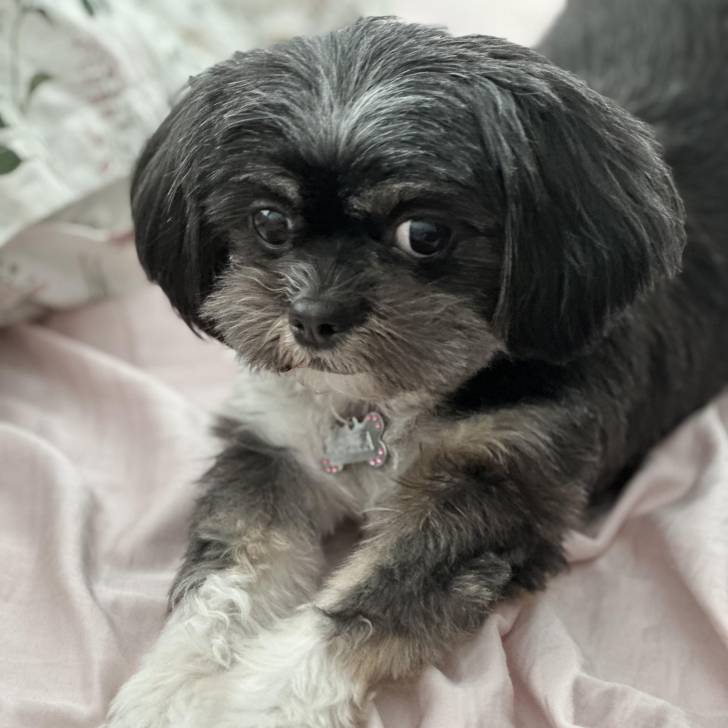 Un Shih Tzu au pelage bicolore, allongé sur une couverture blanche et semblant s'étirer 