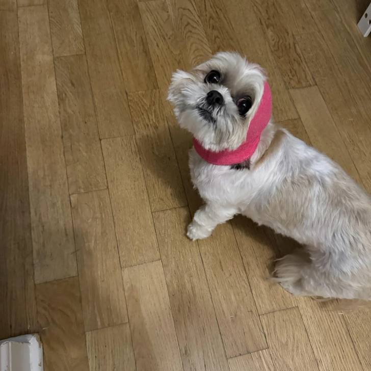 Un Shih Tzu au pelage bicolore, debout sur un plancher en bois et portant une écharpe rose 