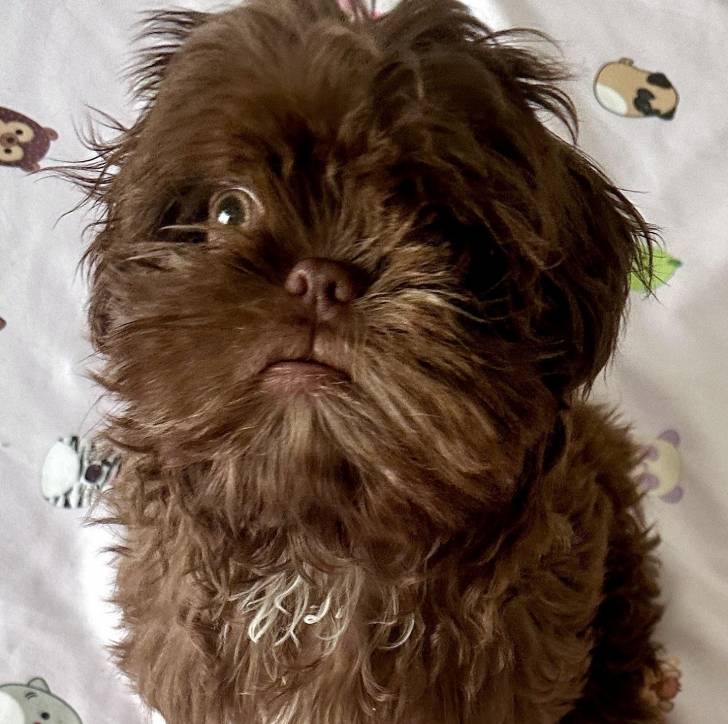 Un Shih Tzu au pelage bicolore, assis sur un tissu blanc et regardant vers la caméra