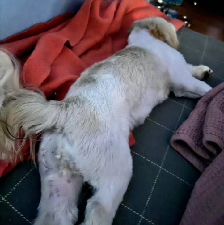 Un Shih Tzu au pelage bicolore , allongé sur un sol carrelé
