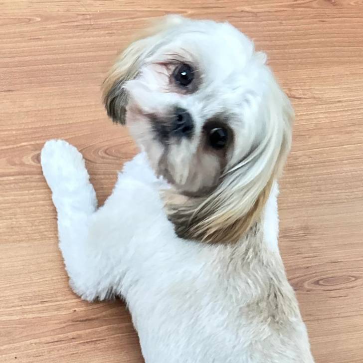 Un Shih Tzu au pelage bicolore , allongé sur un plancher en bois et regardant la caméra 