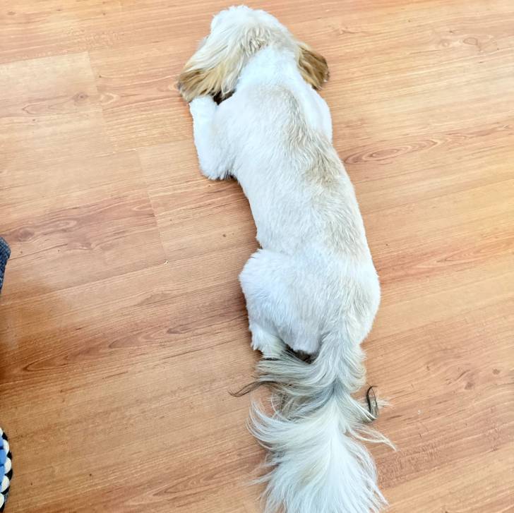 Un Shih Tzu au pelage bicolore, allongé sur un plancher en bois et semblant détendu