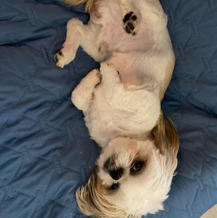 Un Shih Tzu au pelage bicolore, allongé sur le dos dans une couchette pour chien et regardant semblant jouer