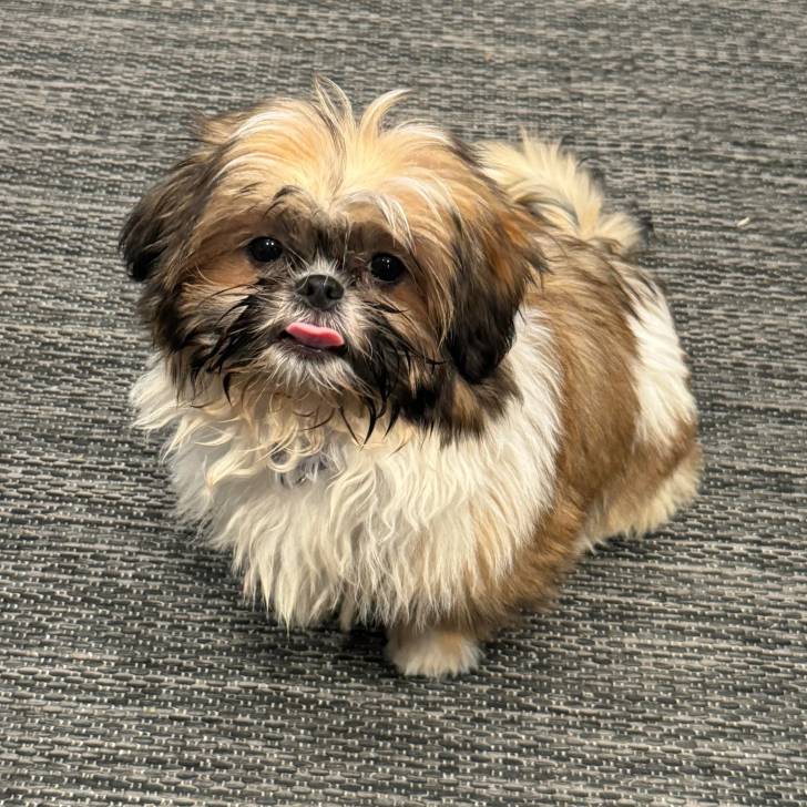 Un Shih Tzu au pelage tricolore, assis sur un tapis et portant un collier autour du cou 
