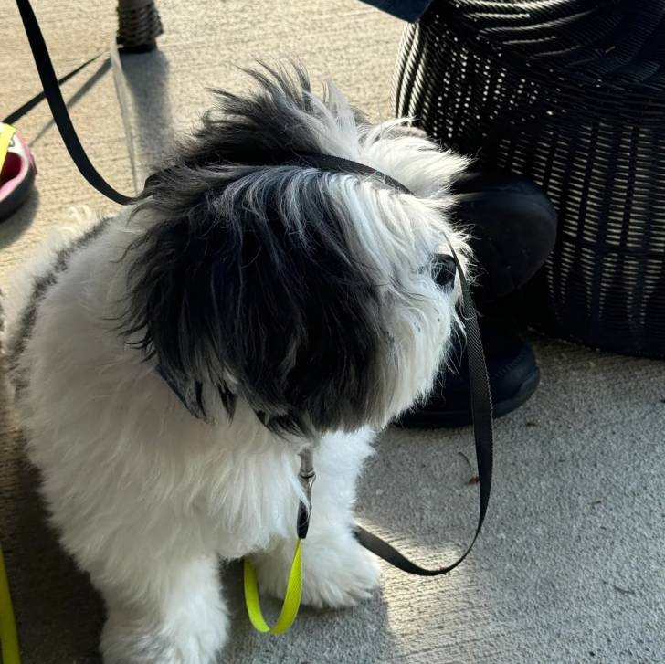 Un Shih Tzu au pelage bicolore, assis au sol  et qui est tenu en laisse 