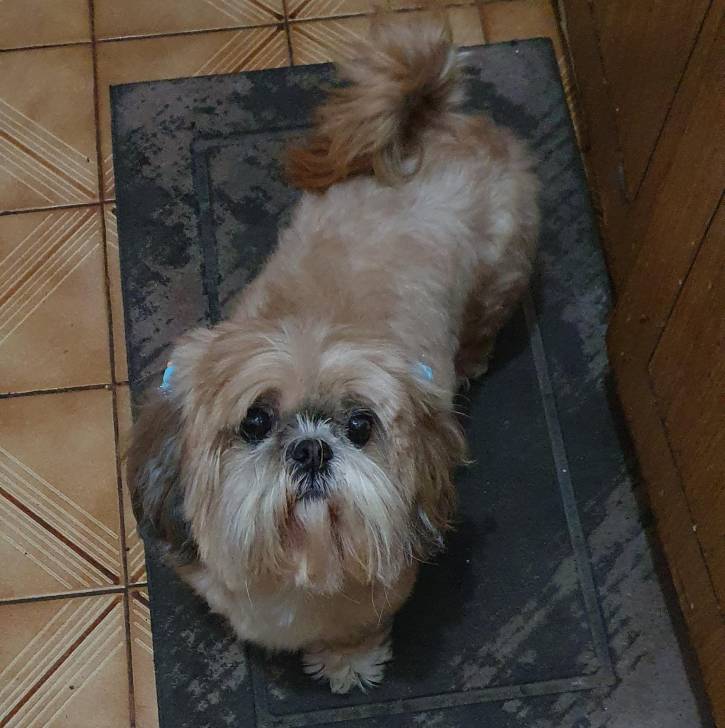 Un Shih Tzu au pelage bicolore, debout sur un tapis et regardant vers la caméra