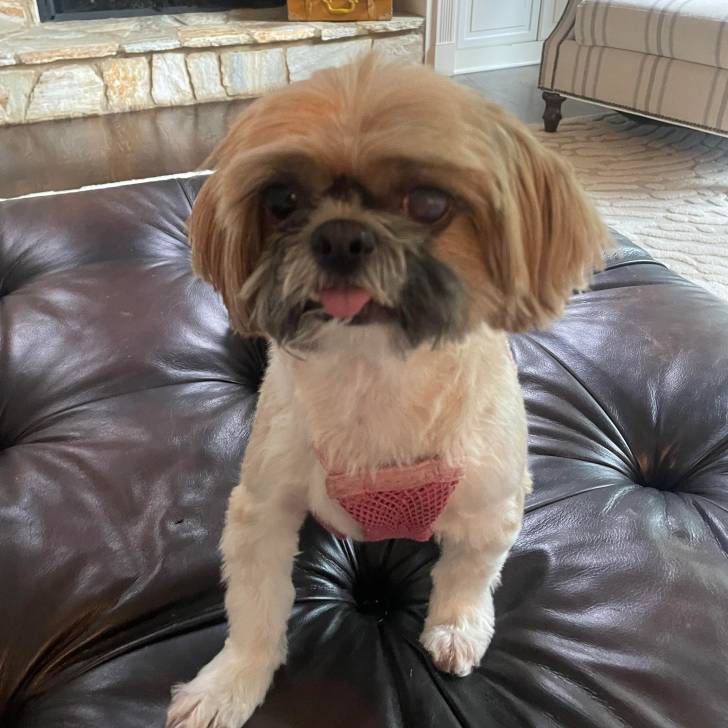 Un Shih Tzu au pelage tricolore, assis sur un canapé et tirant légèrement la langue pendante
