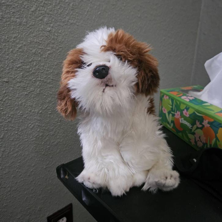Un Shih Tzu au pelage bicolore, assis sur une table et regardant la caméra 
