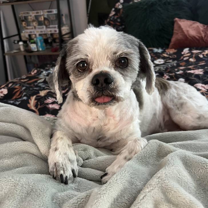 Un Shih Tzu au pelage bicolore, allongé sur un lit et tirant légèrement la langue