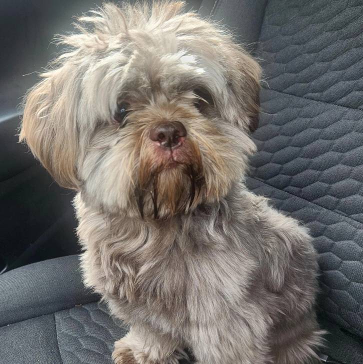Un Shih Tzu au pelage bicolore, assis sur le siège d'une voiture