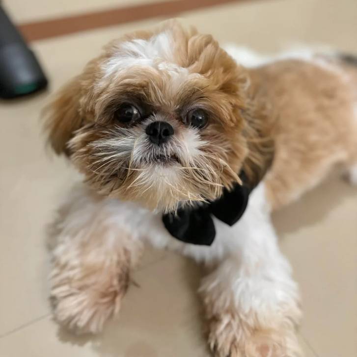 Un Shih Tzu au pelage bicolore, allongé sur un sol carrelé et portant un nœud au cou