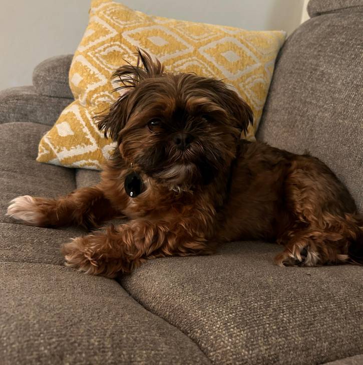 Un Shih Tzu au pelage bicolore, allongé dans un canapé et portant un collier autour du cou 