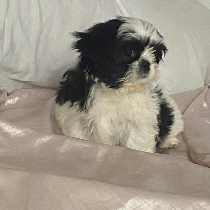 Un Shih Tzu au pelage bicolore, assis dans un canapé et regardant la caméra 
